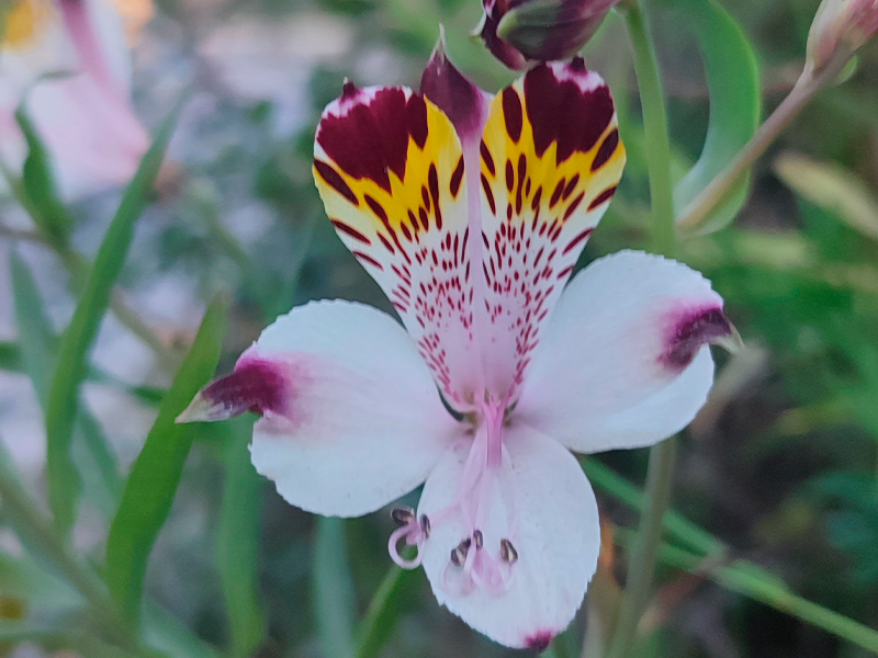 servicios-caracterizacion-2